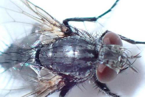 Voria ruralis
